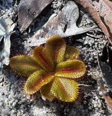 Image result for Droseraceae