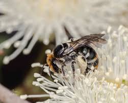 Image result for Lipotriche