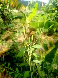 Image result for Olax pentandra