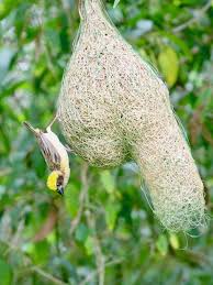 Some of the herbs grown in our organic farm garden are not easily found in singapore given the scarcity of farmland. Baya Weaver Guarding Its Nest Tampines Eco Green Unusual Animals Singapore Botanic Gardens Eco Green