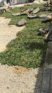 Cara menanam dan cara merawatnya. Cara Plant Grass Tanam Rumput Lanskap Landscape