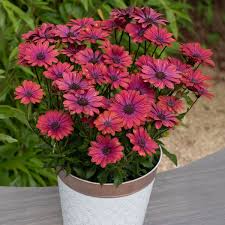 Image result for foto Osteospermum