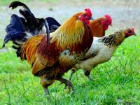 Raising Chickens 101 When Chickens Stop Laying Eggs How To