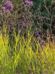 Image result for Panicum ephemerum