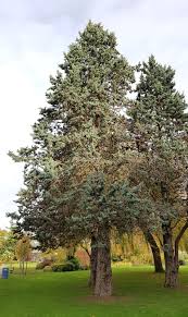 Image result for Cupressus arizonica