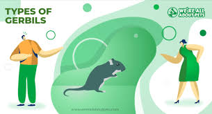 Though botanically fruits, zucchini and squash are typically treated and prepared like vegetables. What Do Gerbils Eat We Re All About Pets