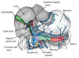 Image result for pancreas location