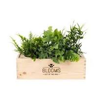 Blooms out of the Box - luchtzuiverende planten (Maat L ...
