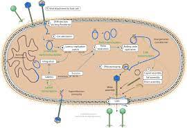 In humans, smallpox, the common cold, chickenpox, influenza, shingles, herpes, polio, rabies, ebola , hanta fever, and aids are examples of viral diseases. Lambda Phage Replication Cycle Viralzone