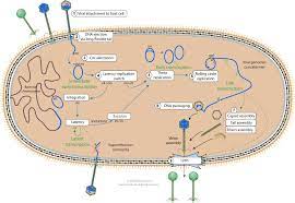 Changes in the genetic sequence of the rna are mutations. Lambda Phage Replication Cycle Viralzone