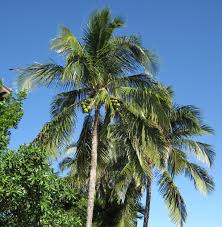 Image result for Cocos nucifera