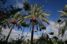 Are people hesitant to order it? Nigeria S Palm Wine