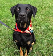 Adopt Anita On Petfinder Rottweiler Mix Rottweiler Puppies Labrador Retriever Dog
