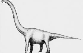 Check spelling or type a new query. Jurassic Park Die Realen Vorbilder 3 Brachiosaurus Geohorizon