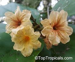 Image result for Cordia mukuensis