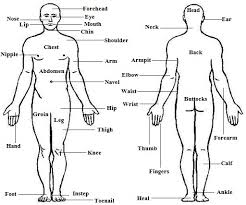 human body parts names in english and hindi list of body