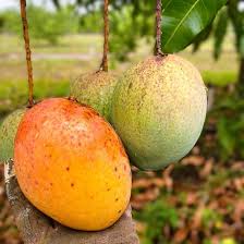 Image result for Mangifera