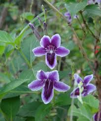 Image result for Asystasia intrusa