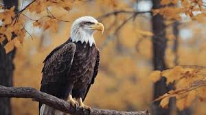 A serene image of a bald eagle perched