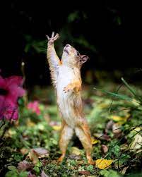 Animal Photography Forest Animals Animals Animal Photography