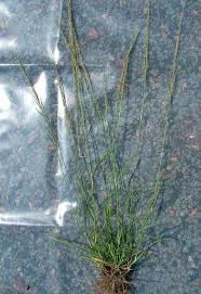 Image result for Sporobolus tenuissimus