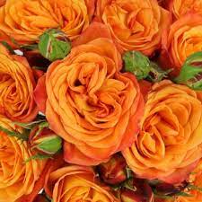 Fire Orange Santana Rose Backyard Ideas For Small Yards Rose Orange Roses