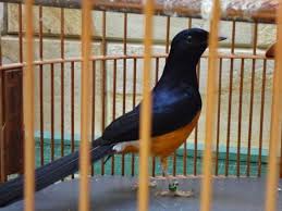 Berbeda hal jika kamu membeli burung murai batu dengan kualitas yang buruk, maka harga yang akan kamu bayarkan tentu lebih murah dibandingkan dengan yang bagus. 15 Jenis Murai Batu Indah Bagus Berbagai Daerah Indonesia Dunia