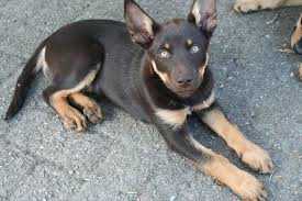 May 23, 2021 · manly's progression from a coastal town into an australian icon market highlights and 5 asx small caps to watch on tuesday australia and the uk reportedly agree to new free trade deal, covering. Shepherds Working Kelpies