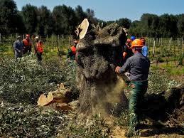 Olive trees are known for their unique character, size, and age. Southern Europe Could Lose 22 Billion Fighting Deadly Olive Tree Disease Npr