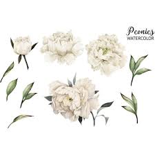 White Flowers Png Liked On Polyvore Featuring Filler Flower Png Images White Flowers Flowers