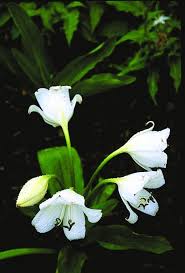 Image result for Crinum moorei