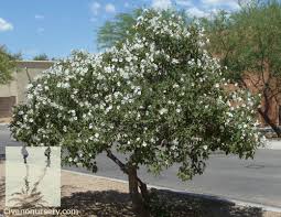 We've had some bad experiences with online nurseries, but trees of antiquity sells great products. Texas Olive Cordia Boisseri Civano Nursery Tucson Plant Nursery