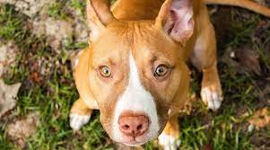 This is responsible for fawn, red and buckskin dogs. Types Of Pitbulls Differences Appearances Traits Pictures