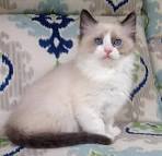 Ragdoll Breed Characteristics and Information | IamCasper