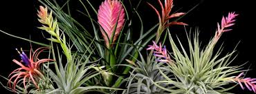 Check spelling or type a new query. Russell S Bromeliads Russell S Bromeliads Clermont Fl