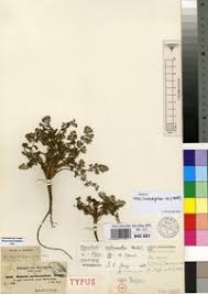 Image result for Daucus melananthus