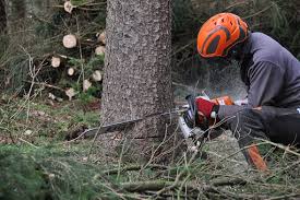 In summe kommen so schnell 800. Https Www Xn Grtner4you Q5a Ch Baum Faellen Kosten
