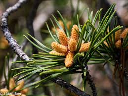 Image result for Pinaceae