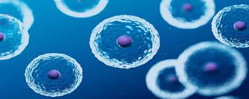 Pkd1 expression in the mouse embryo. Umbilical Cord As A Source For Mesenchymal Stem Cells Stemedix Regenerative Medicine Also Known As Stem Cell Therapy