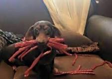 Can a dog eat Twizzlers?