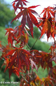 Ebay.de has been visited by 100k+ users in the past month Acer Palmatum Japanese Maple Seeds