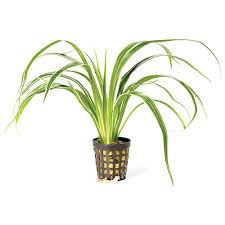Image result for Chlorophytum fischeri