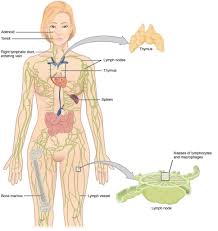 The Lymphatic System Vessels Nodes Organs Teachmeanatomy