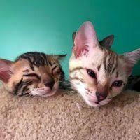 Graffiti Spotted Bengals Bengal Cat Breeders Directory Bengal Cat Bengal Cat Breeders Cats