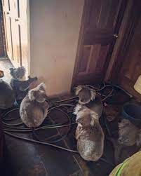 Arnavaz Lindsay On Instagram What An Amazing Outcome A Very Kind Hearted Man And His Friends Were Saving These Cuties In S Koalas Australian Animals Animals