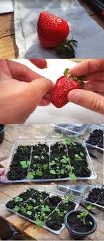 How To Grow Strawberries From Seed How Grow Strawberries Seed Growing Strawberries Strawberries In Containers Strawberry Plants