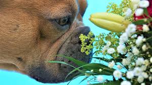 While you're on alert for possible toxic plants, don't forget about other common dangers when gardening. Are Clematis Poisonous Plant Addicts