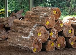Daftar harga kayu merbau per meter kubik (m3) terlengkap harga kayu merbau bisa dikatakan cukup murah dan terjangkau sehingga banyak digunakan oleh perusahaan atau pabrik yang bergerak di bidang pembuatan furniture atau perabotan yang terbuat dari kayu seperti lemari kayu, meja kayu, kursi kayu, pergola kayu, gazebo kayu, lantai kayu parket dan. 65 Daftar Harga Kayu Jati Per Kubik Gelondongan 2021