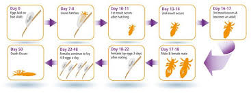 Image result for lice life cycle