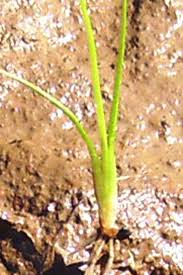 Image result for Schoenoplectiella juncea